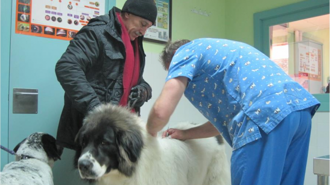Veterinario  vacunando a un perro